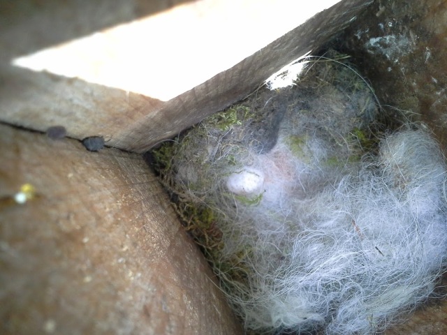 A second brood is started in box 101 (Great tit) Photo: Jen Lynch