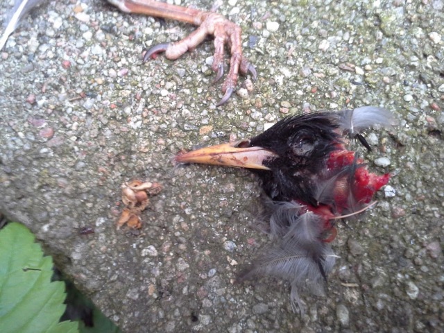 Remains of female starling at SDU. Photo: Jen Lynch